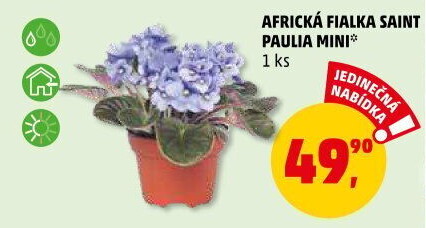 Fialka -Saintpaulia