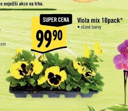 Viola mix 10pack