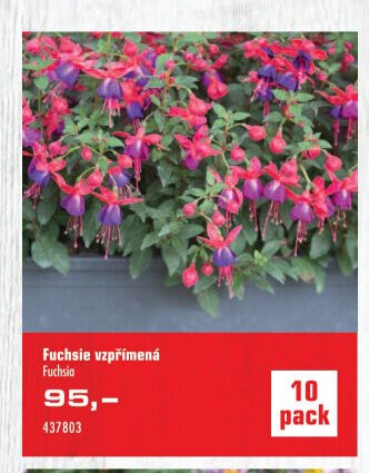 Fuchsie vzpřímená - UNI HOBBY akcniletaky.com