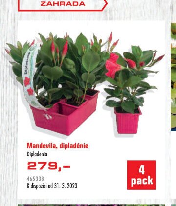 Mandevila, dipladénie - UNI HOBBY akcniletaky.com