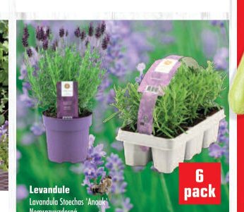 Levandule - UNI HOBBY akcniletaky.com