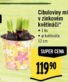 Cibulkové květiny