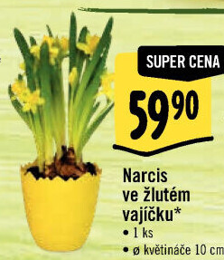 Narcisky