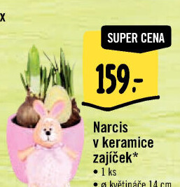 Narcisky