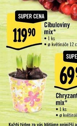 Cibuloviny mix