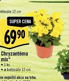 Chryzantéma mix