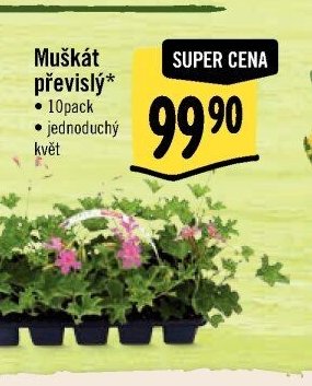 Muškát převislý