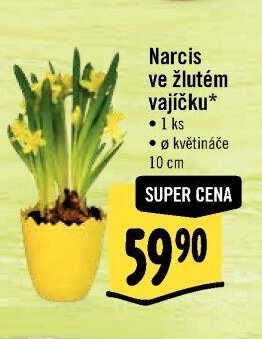 Narcis ve žlutém vajíčku