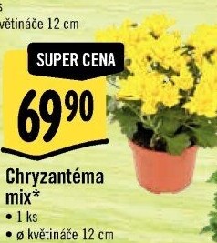 Chrysanthemum - Chryzantéma