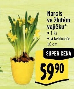 Narcisky