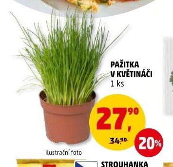 Pažitka v květináči