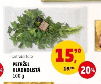Petržel hladkolistá