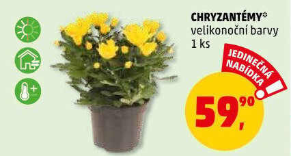 Chrysanthemum - Chryzantéma