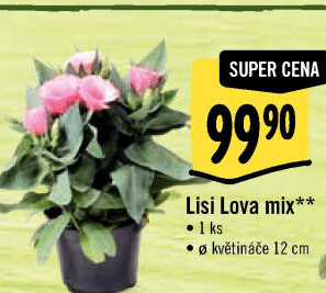 Eustoma - Jícnovka - Lisianthus