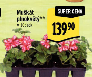 Muškáty / Pelargonie