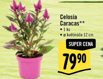 Nevadlec - Celosie
