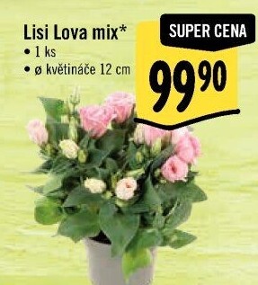 Eustoma - Jícnovka - Lisianthus