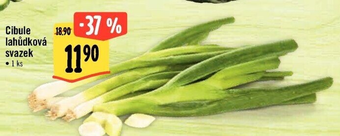 Jarní cibule svazek