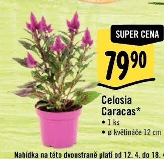Nevadlec - Celosie