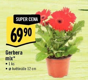 Gerbera