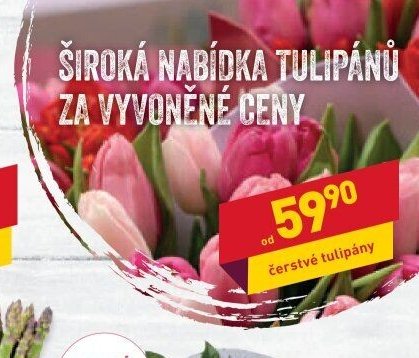Čerstvé tulipány