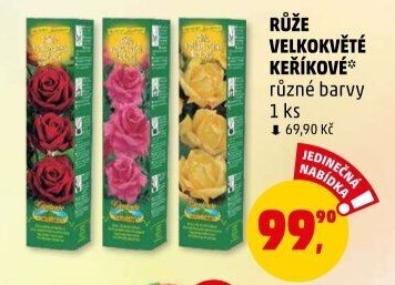 Sazenice růží Nohel Garden