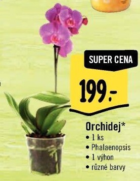 Orchidej