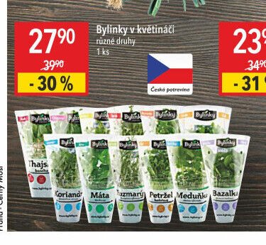 Bylinky v květináči