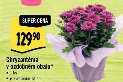 Chrysanthemum - Chryzantéma