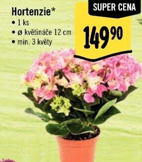 Hortenzie - Hydrangea