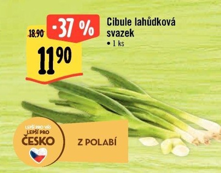 Jarní cibule svazek