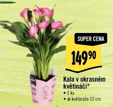 Kala - Calla