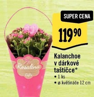 Kalanchoe - Kolopejka