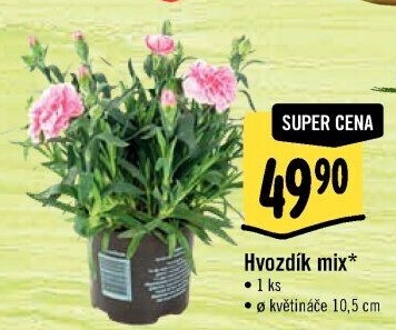 Dianthus - Hvozdík