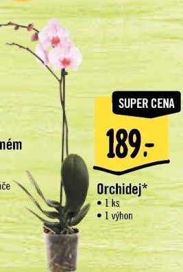 Orchidej