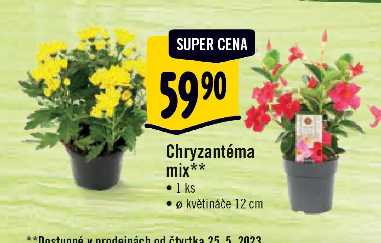 Chryzantéma mix