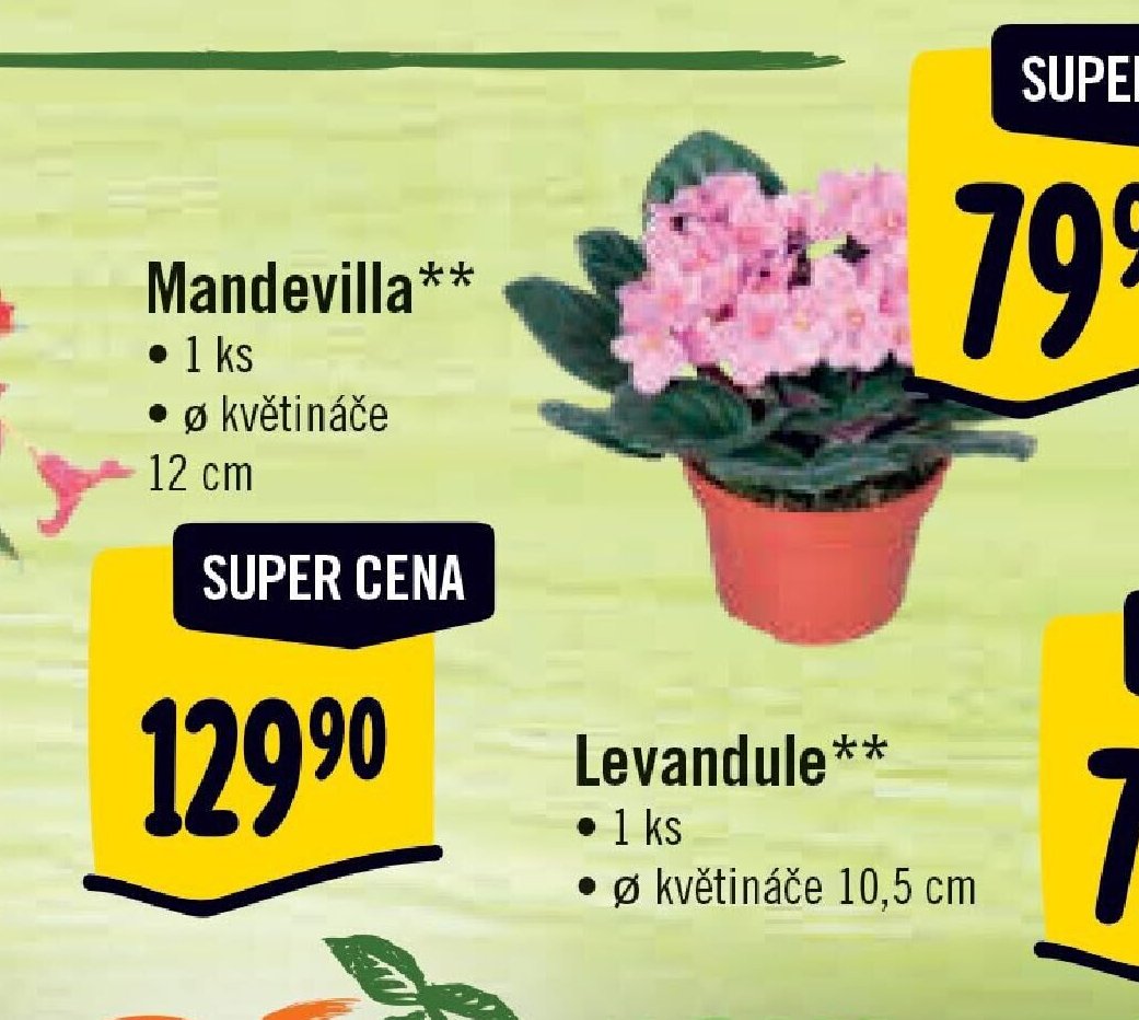 Mandevilla