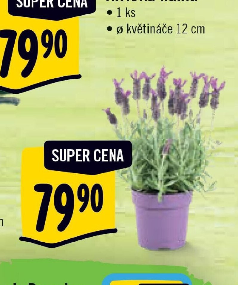 Levandule