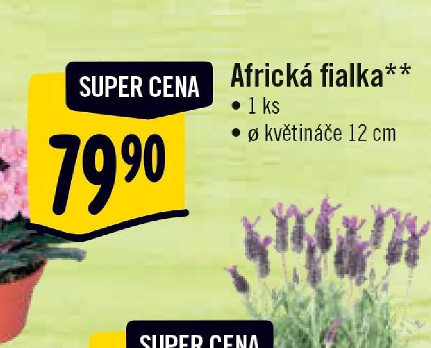 Africká fialka