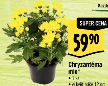 Chrysanthemum - Chryzantéma