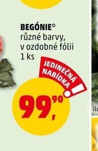 BEGÓNIE