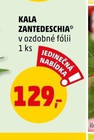KALA ZANTEDESCHIA