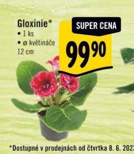 Gloxinie