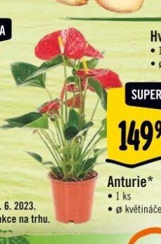 Anturie