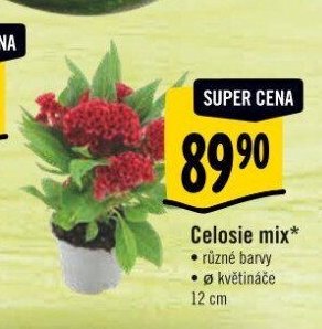 Celosie mix