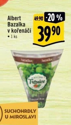 Albert Bazalka v kořenáči