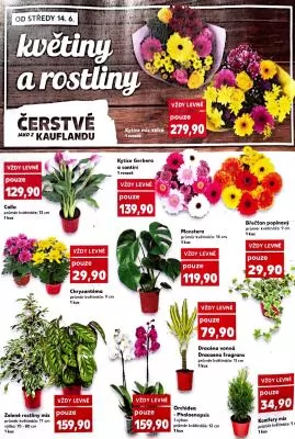 akční leták Kaufland 14.6.2023-20.6.2023
