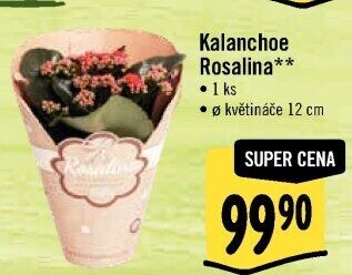 Kalanchoe - Kolopejka