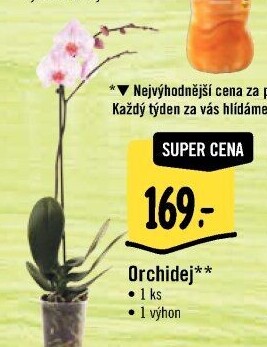Orchidej