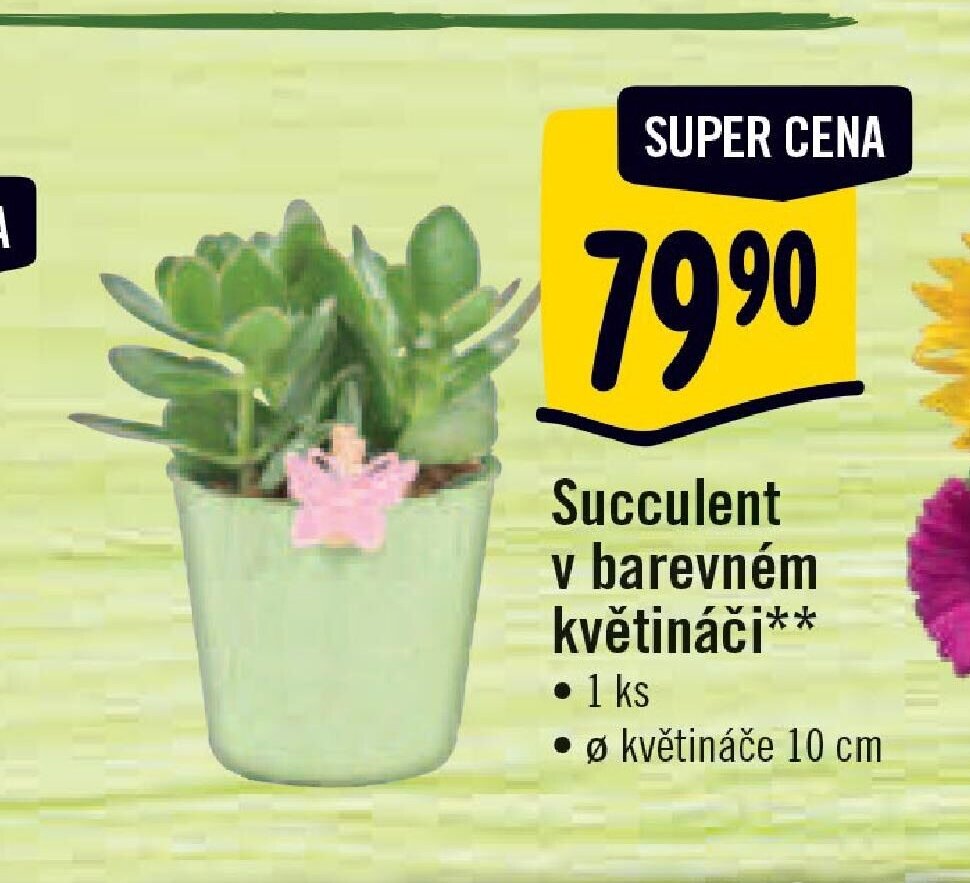 Succulent v barevném květináči